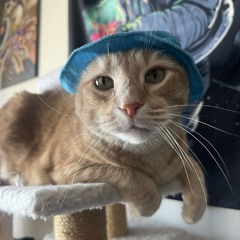 chase bob