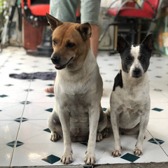 NÂU & ĐÓM