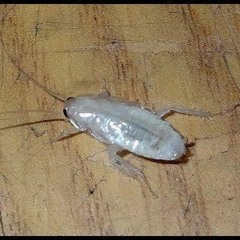 Cumroach