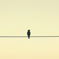 Birds∆