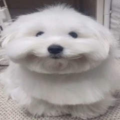 Muryzii