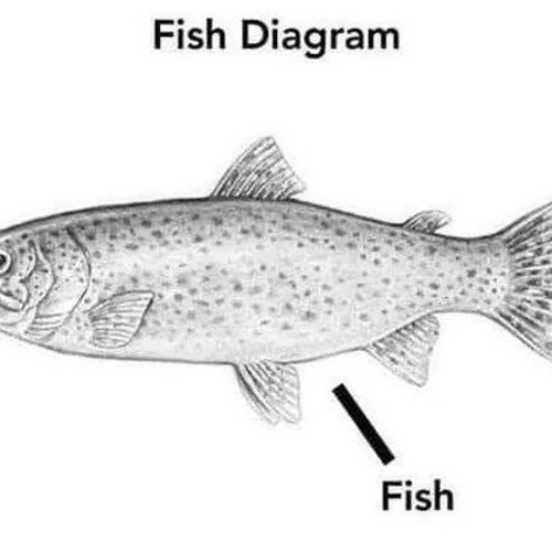Stream Fish Diagram music | Listen to songs, albums, playlists for free ...