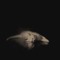 Qrystral