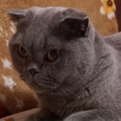 AbobobonJ