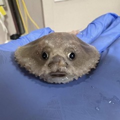 zerocappy