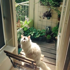 flameboysus (archives)