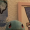 shiggy