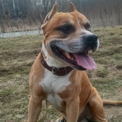 mr. NeSinjak