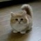 котек