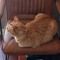 killerthecat549