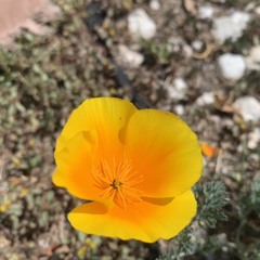 Aspen Fairy