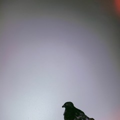 raven | غراب