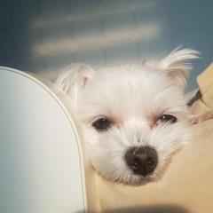 은성
