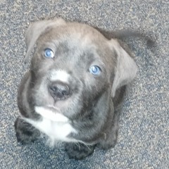 Chaquan J