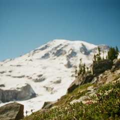 cypress