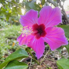 Jayeahlanie Yechelpiy