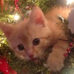 ^🎁❄️🌲Lexi🌲🎁❄️^