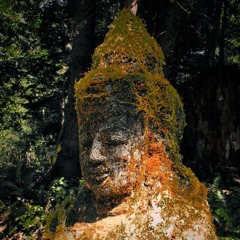 Piscium