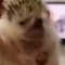 Imkindabadat_games1