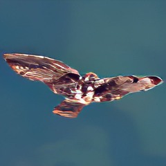 hawkbird