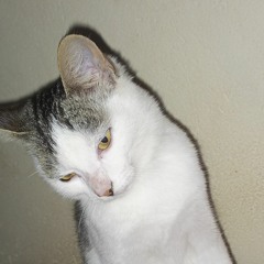 Boimelo