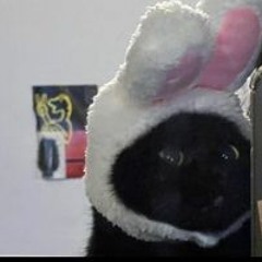 O Tal Do Shelby