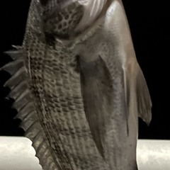 くらふじ