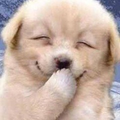 lovesickpuppy