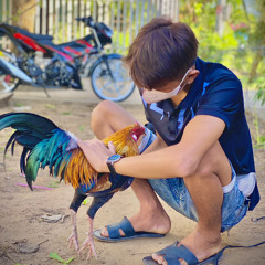 Thành Nobi