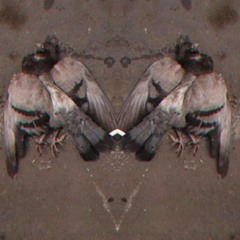 𝖎𝖗𝖚𝖆𝖒𝖆