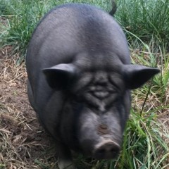yoda world pig