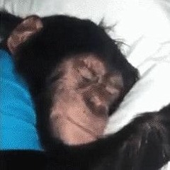 monkey fan