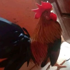 kiwkiwkiwwww