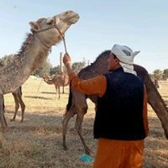 مصطفى حسين