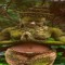 gardenofhades