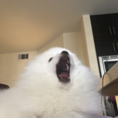 chungus_beef