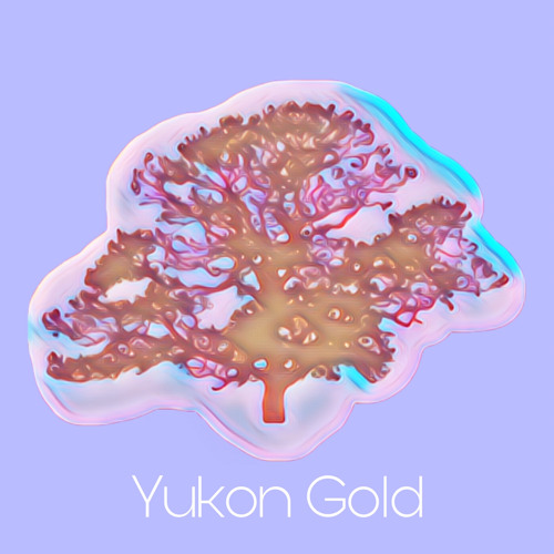 Yukon Gold’s avatar