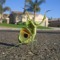 Lilio26