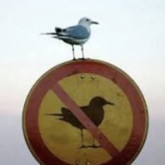 prodbyrd