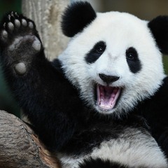 Thrashpanda