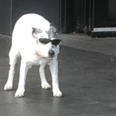 Naïve