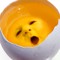 Little Chicken Fetus