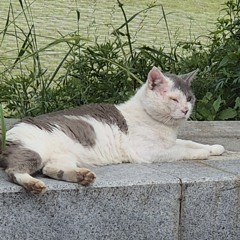 정수