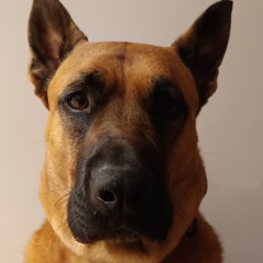 alehhig