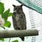 Secret owl