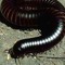millipede dreams