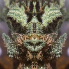 Heddbuzz