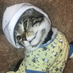 lele