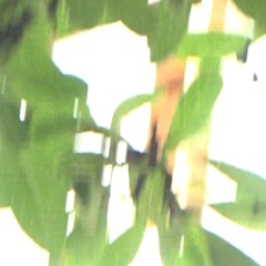 may