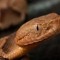 DJ Copperhead